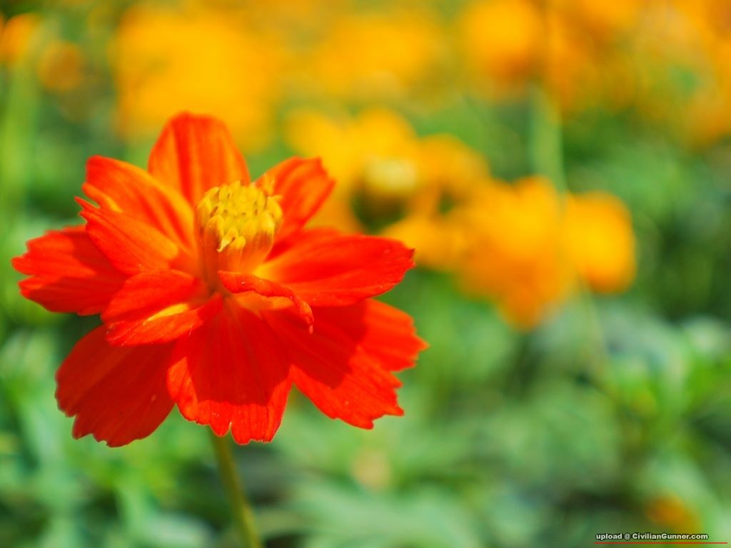 CSC_0109-1.JPG