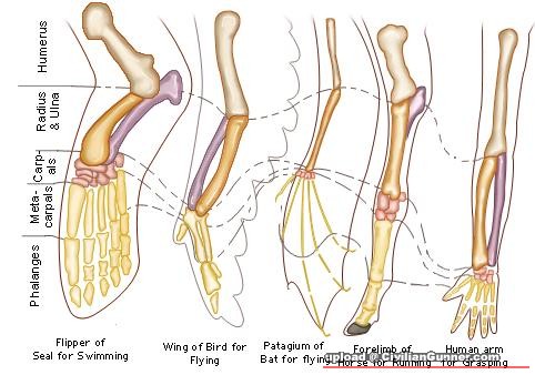 homologous-organs.jpeg